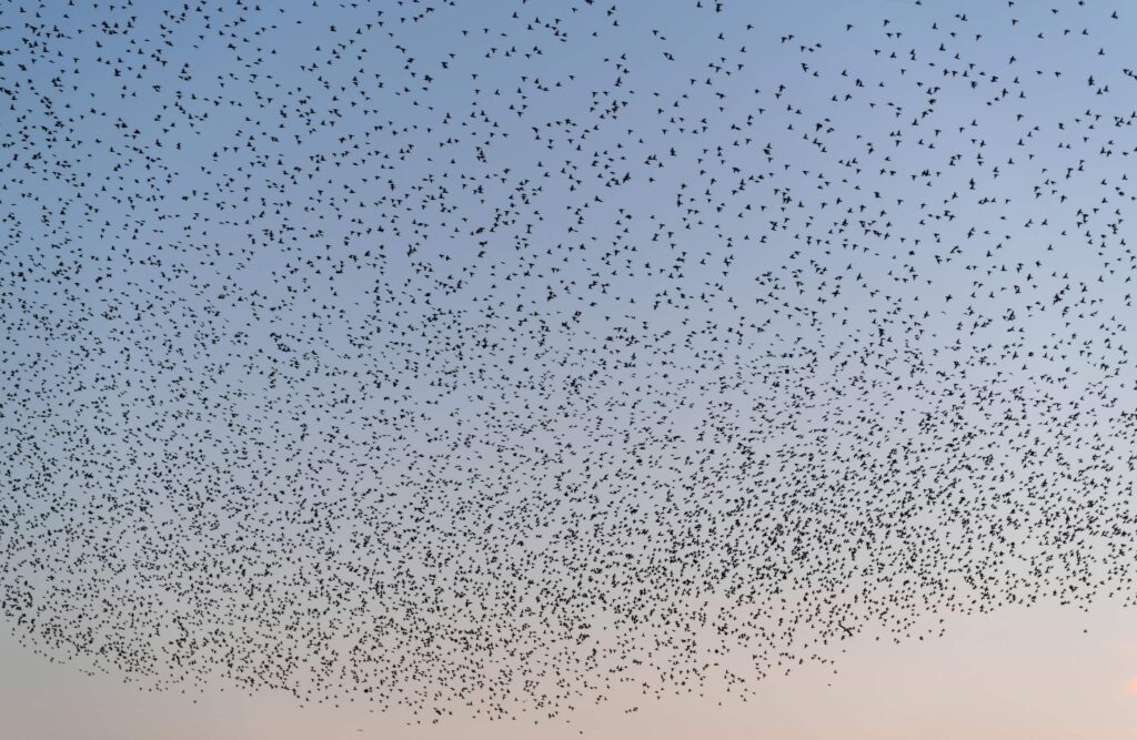 Starling Murmuration in Brighton